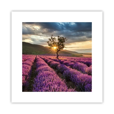 Poster - Aroma di colore lilla - 30x30 cm