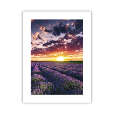 Poster - Il mondo della lavanda - 30x40 cm