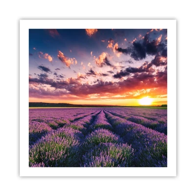 Poster - Il mondo della lavanda - 60x60 cm