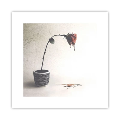 Poster - Rosa dolorosa - 30x30 cm