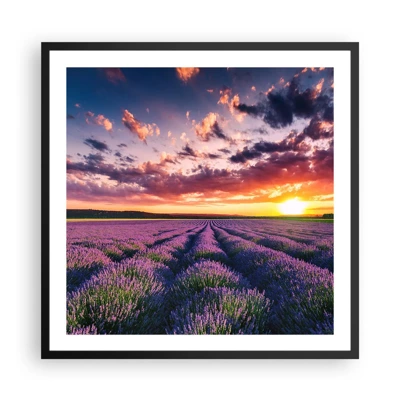 Poster in cornice nera - Il mondo della lavanda - 60x60 cm