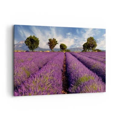 Quadro su tela - Stampe su Tela - Campi di lavanda - 120x80 cm