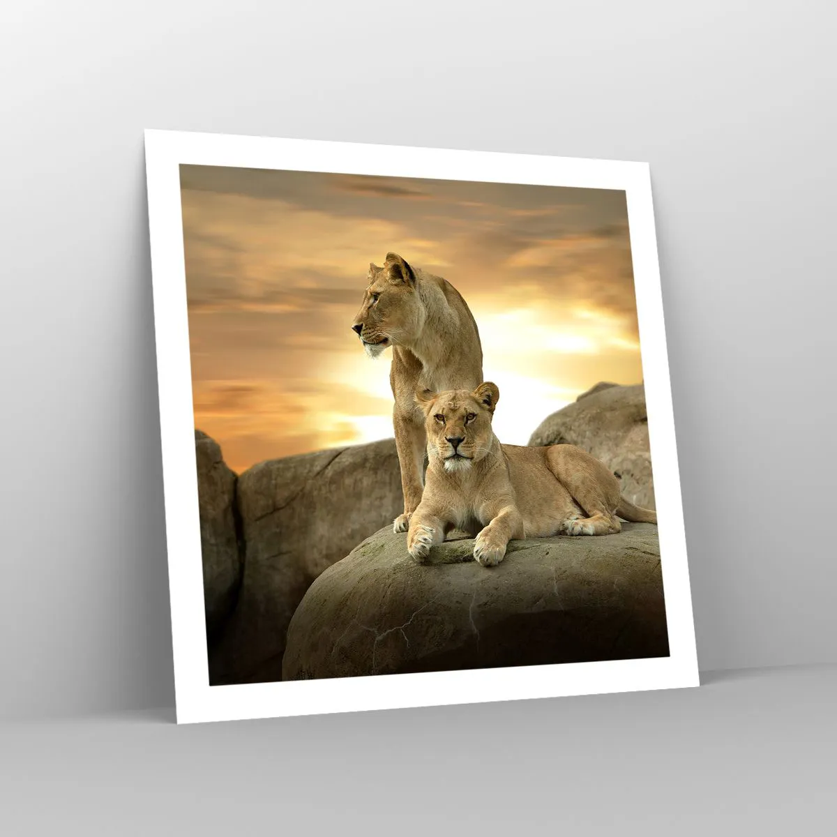 Poster Arttor 60x60 cm - Maestà reale - Animali, Leone, Natura, Paesaggio,  Africa, Per il Salotto, Per la Camera da letto, Bianco, Arancione