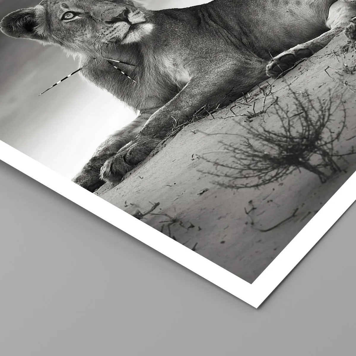 Poster Arttor 70x50 cm - Il riposo della regina del deserto - Animali,  Leone, Deserto, Africa, Safari, Per il Salotto, Per la Camera da letto,  Grigio