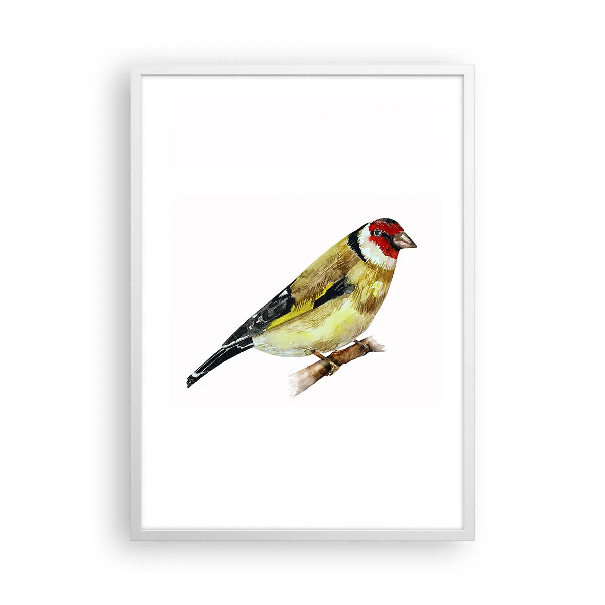 Poster in cornice bianca Arttor 50x70 cm - Ritratto di uccello -  Cardellino, Uccello, Arte, Animali, La Pittura, Per il Salotto, Per la  Camera da
