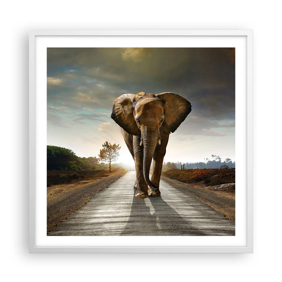 Poster in cornice bianca Arttor 60x60 cm - E non nel negozio di cristalli -  Elefante, Paesaggio, Natura, Alberi, Africa, Per il Salotto, Per la Camera