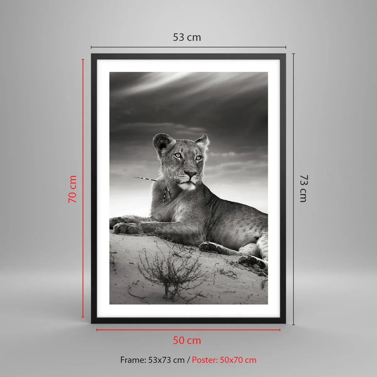 Poster in cornice nera Arttor 50x70 cm - Il riposo della regina del deserto  - Animali, Leone, Deserto, Africa, Safari, Per il Salotto, Per la Camera