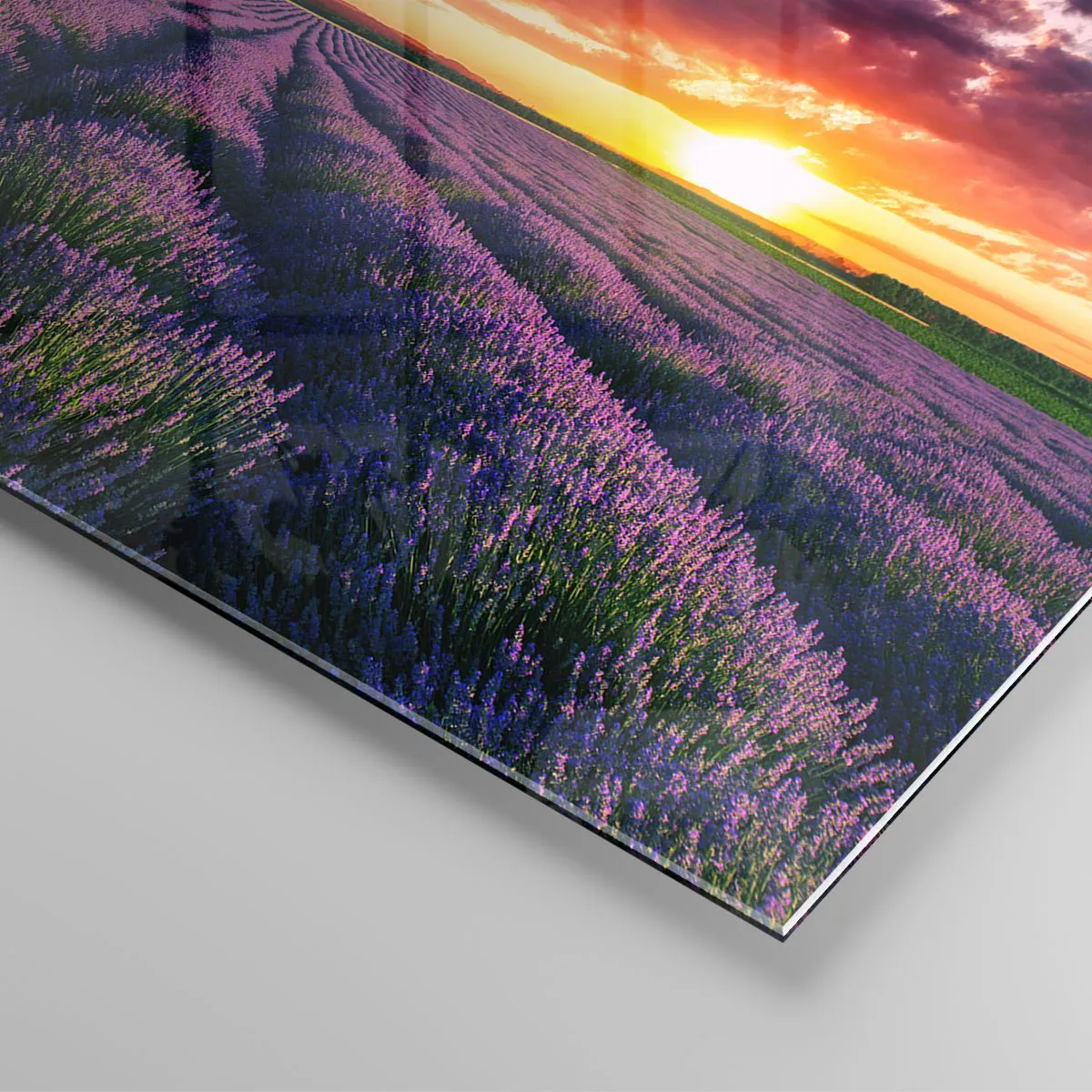 Quadro su vetro Arttor 50x70 cm - Sui campi di lavanda - Paesaggio, Campo  Di Lavanda, Natura, Il Tramonto, Albero, Per il Salotto, Per la Camera da