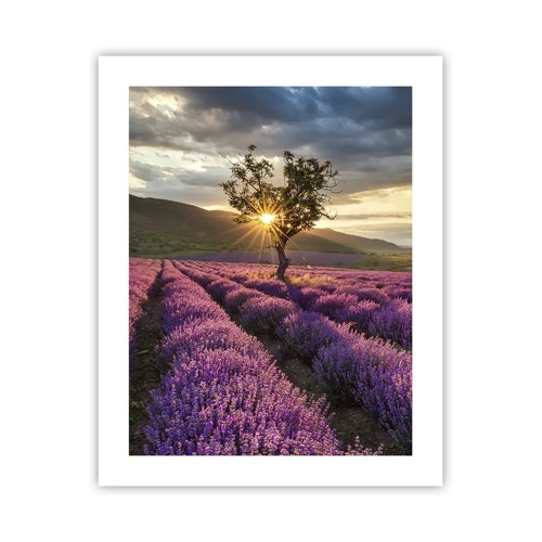 Poster - Aroma di colore lilla - 40x50 cm