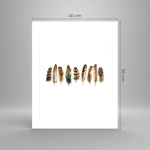 Poster - Composizione di piume - 40x50 cm