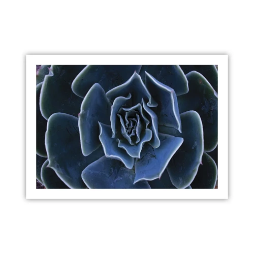 Poster - Fiore del deserto - 70x50 cm