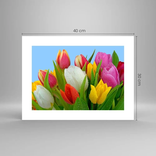 Poster - Fiori multicolori nella rugiada - 40x30 cm