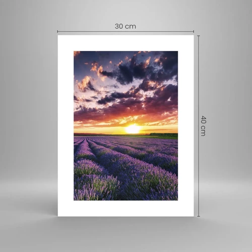 Poster - Il mondo della lavanda - 30x40 cm