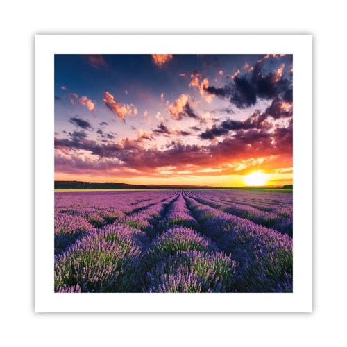 Poster - Il mondo della lavanda - 50x50 cm