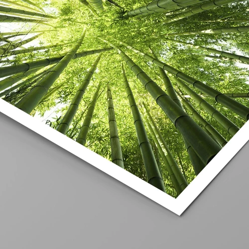 Poster - Nella foresta di bambù - 40x40 cm