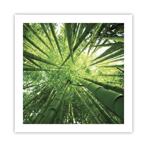 Poster - Nella foresta di bambù - 50x50 cm