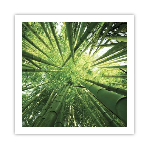 Poster - Nella foresta di bambù - 60x60 cm