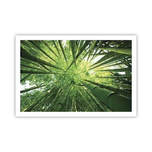 Poster - Nella foresta di bambù - 91x61 cm