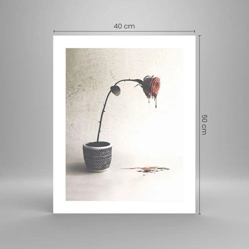 Poster - Rosa dolorosa - 40x50 cm