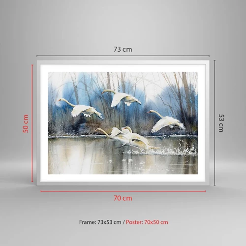 Poster in cornice bianca - Come la favola dei cigni selvatici - 70x50 cm