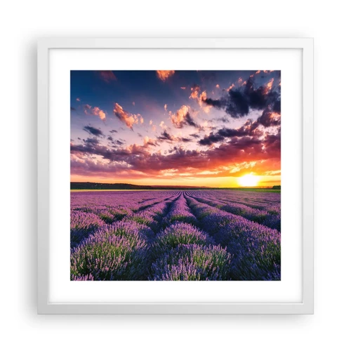 Poster in cornice bianca - Il mondo della lavanda - 40x40 cm