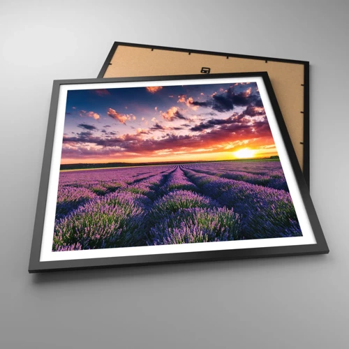 Poster in cornice nera - Il mondo della lavanda - 60x60 cm