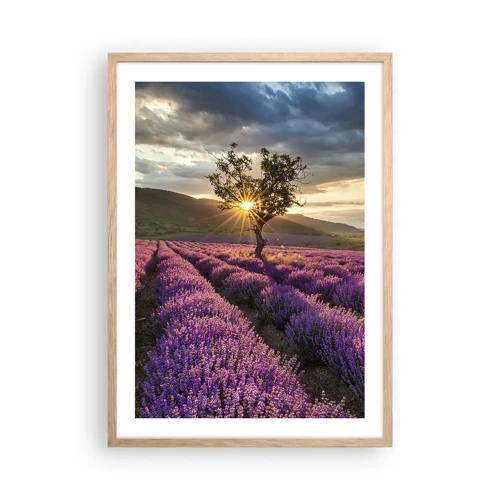 Poster in cornice rovere chiaro - Aroma di colore lilla - 50x70 cm