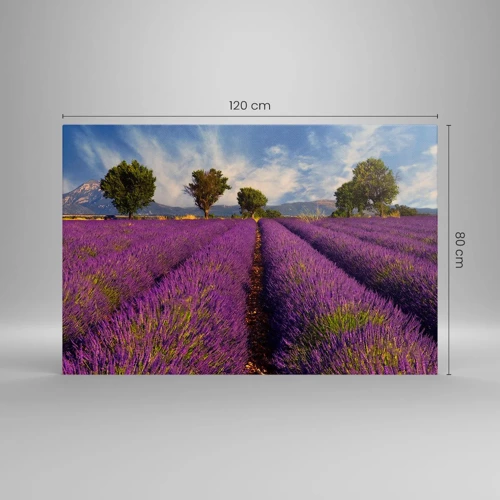 Quadro su tela - Stampe su Tela - Campi di lavanda - 120x80 cm