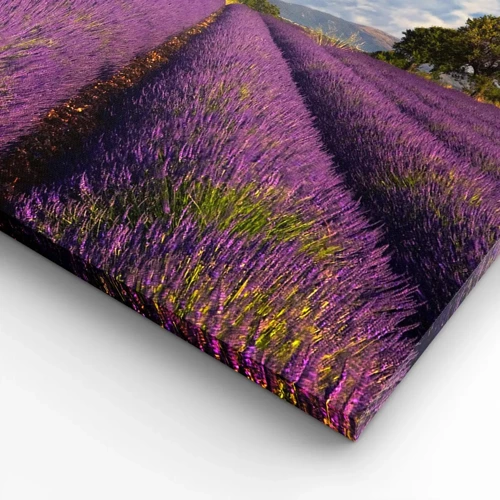 Quadro su tela - Stampe su Tela - Campi di lavanda - 120x80 cm