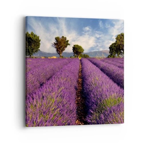 Quadro su tela - Stampe su Tela - Campi di lavanda - 40x40 cm