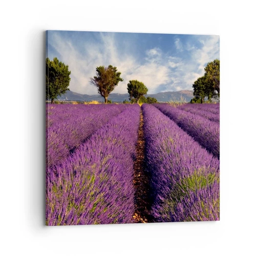 Quadro su tela - Stampe su Tela - Campi di lavanda - 70x70 cm