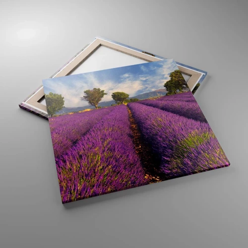 Quadro su tela - Stampe su Tela - Campi di lavanda - 70x70 cm