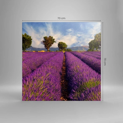 Quadro su tela - Stampe su Tela - Campi di lavanda - 70x70 cm