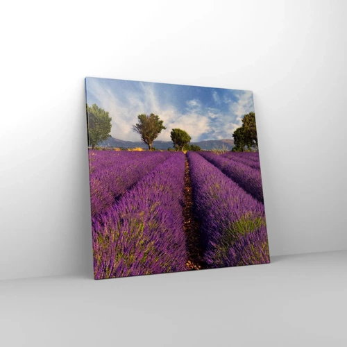 Quadro su tela - Stampe su Tela - Campi di lavanda - 70x70 cm