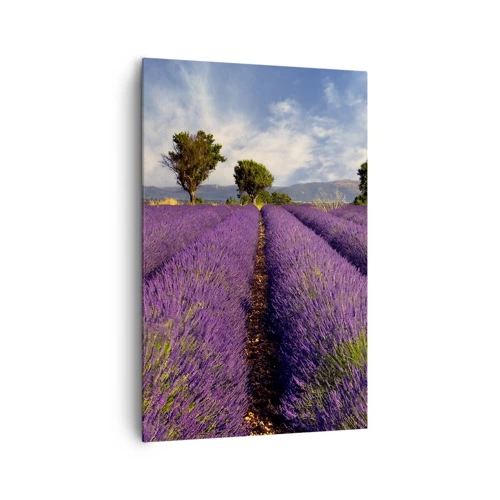 Quadro su tela - Stampe su Tela - Campi di lavanda - 80x120 cm