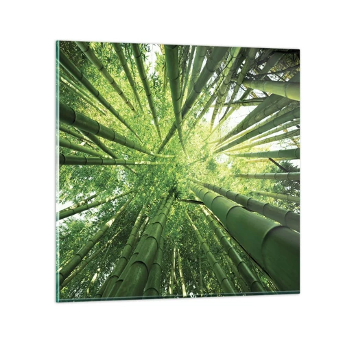 Quadro su vetro - Nella foresta di bambù - 70x70 cm